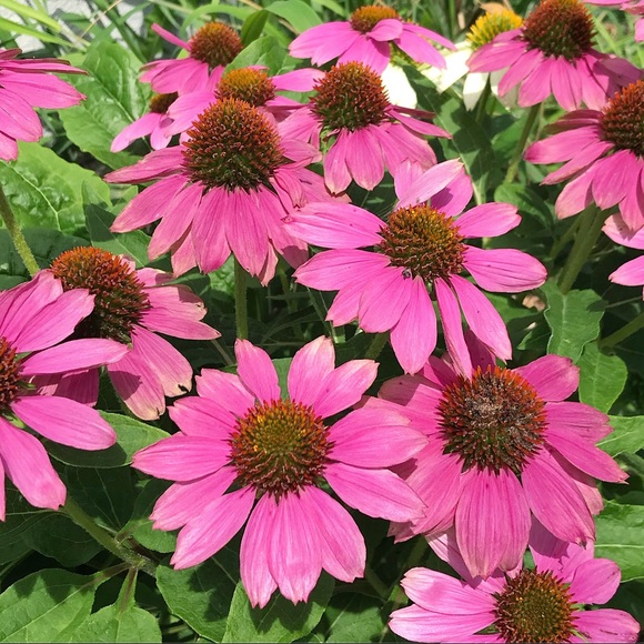 Meet your Posher, Meghan - Picture 1 of 1